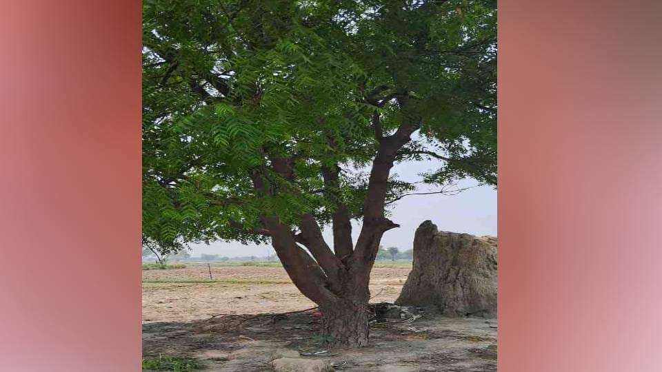 lover couple committed suicide by hanging themselves In Etah troubled by harassment of girlfriend uncle