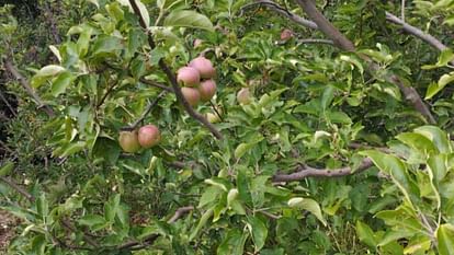 Apple Season Early varieties of apples are ready gardeners are not getting buyers