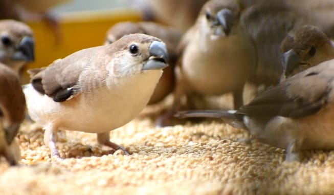 Not the sparrow but Silverbill aka Munia chirping in the house of Meerut Couple