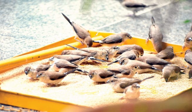 Not the sparrow but Silverbill aka Munia chirping in the house of Meerut Couple