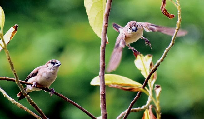 Not the sparrow but Silverbill aka Munia chirping in the house of Meerut Couple