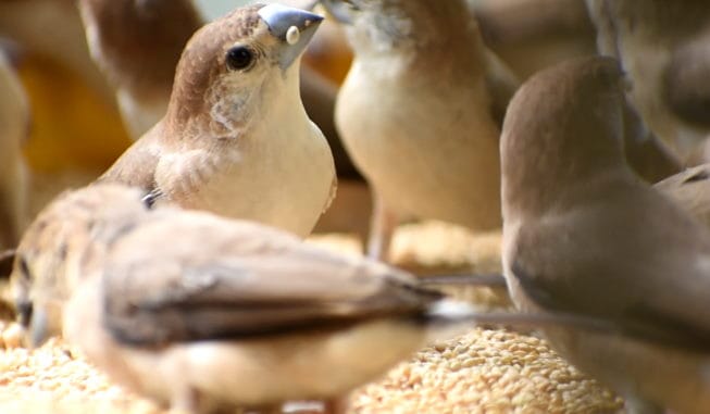 Not the sparrow but Silverbill aka Munia chirping in the house of Meerut Couple