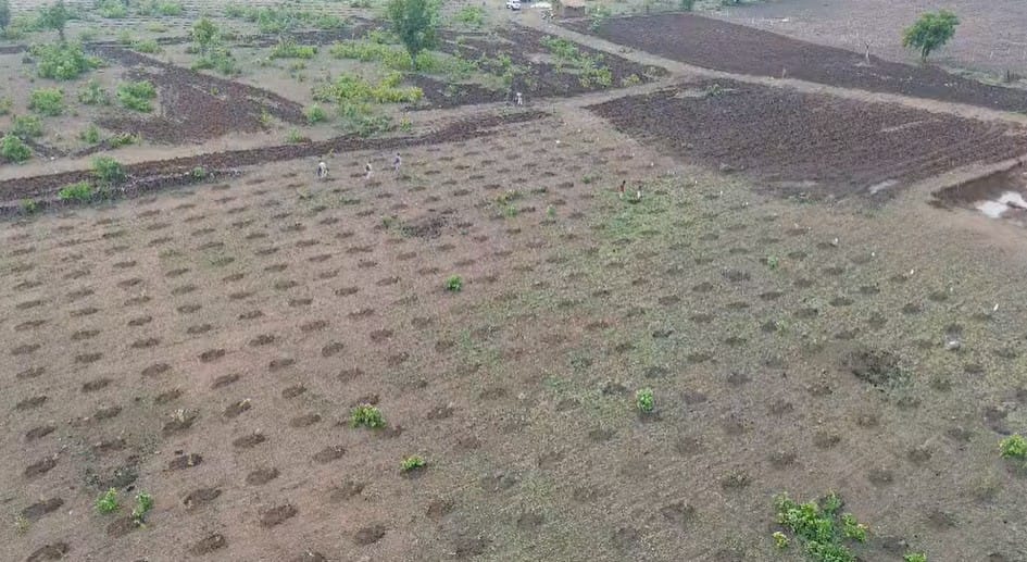60 thousand plants are being planted to make the hill green