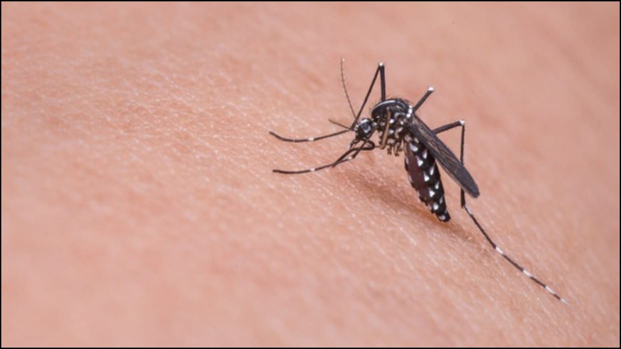Zika virus Six cases found in Pune including two pregnant women