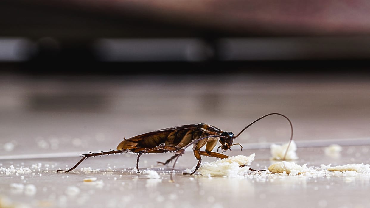 How To Get Rid Of Ants in Home Using Hing Home Remedies Chiti bhagane ke upay Disprj