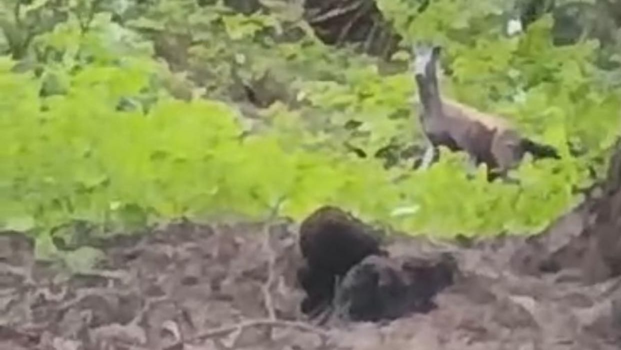 Chamba News After Dundah rare musk deer seen in Sechu Nala