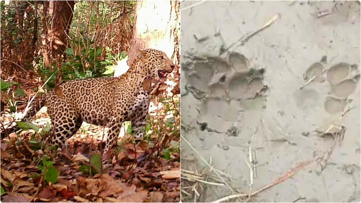 Bettiah: People are terrified due to leopard entering residential area, it killed five goats in one night