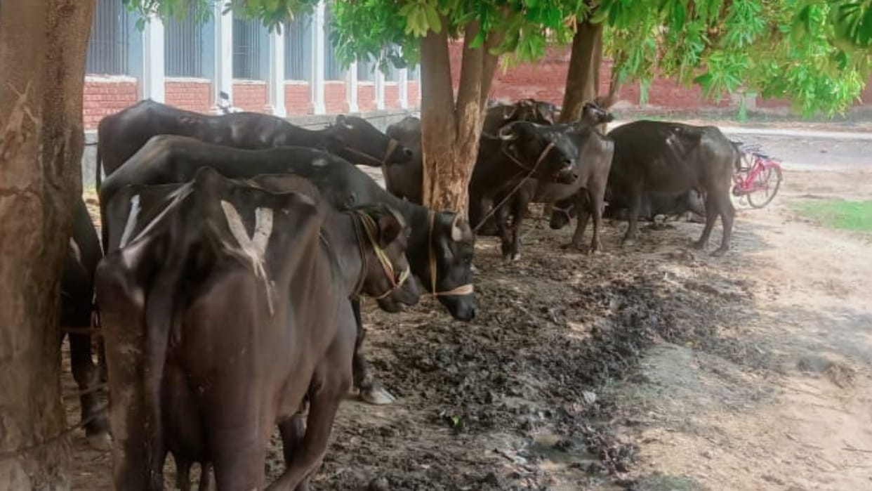 Top Breaking Trending Big Latest And Viral News Of Today In Varanasi