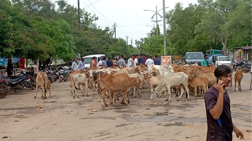 cow protection workers protested against smuggling at Hasil office In Kabirdham