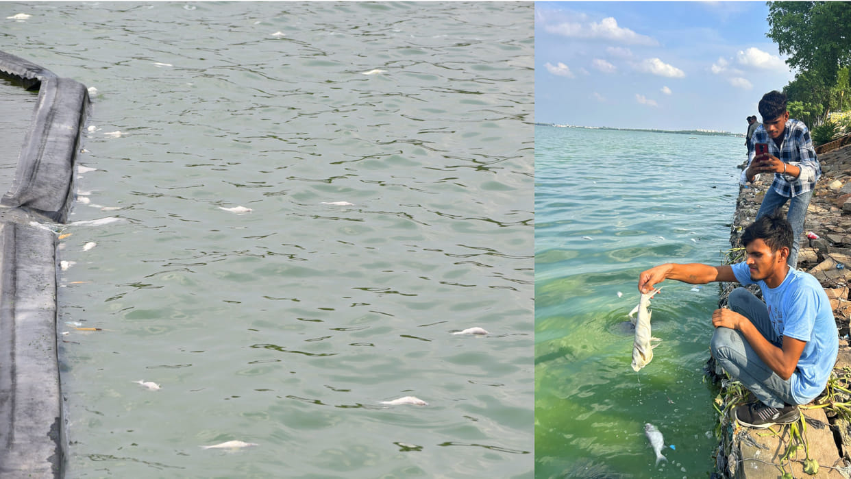 Due to water pollution in Gorakhpur's Ramgarhtal, fishes have started dying, water is stinking