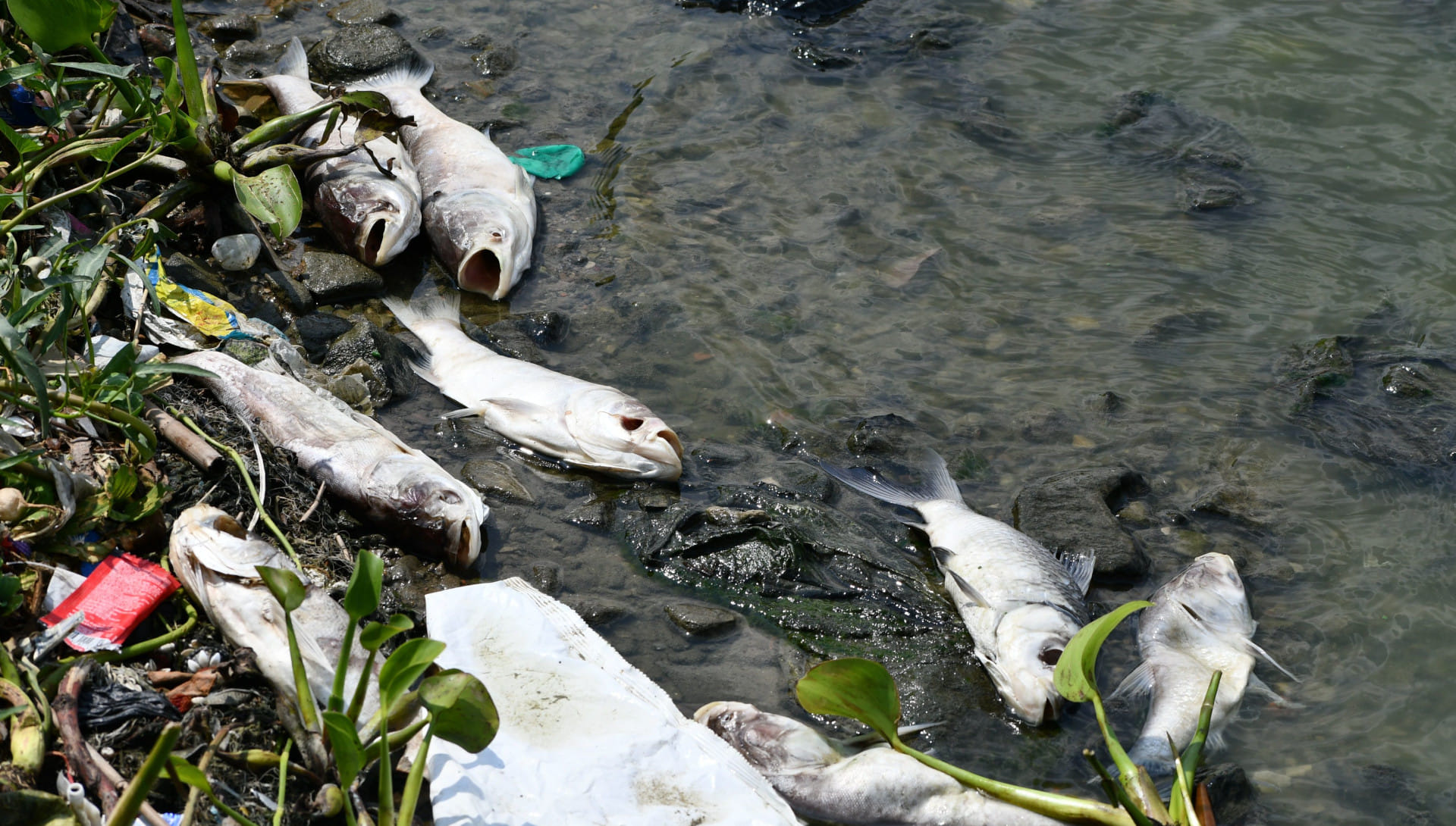 Due to water pollution in Gorakhpur's Ramgarhtal, fishes have started dying, water is stinking