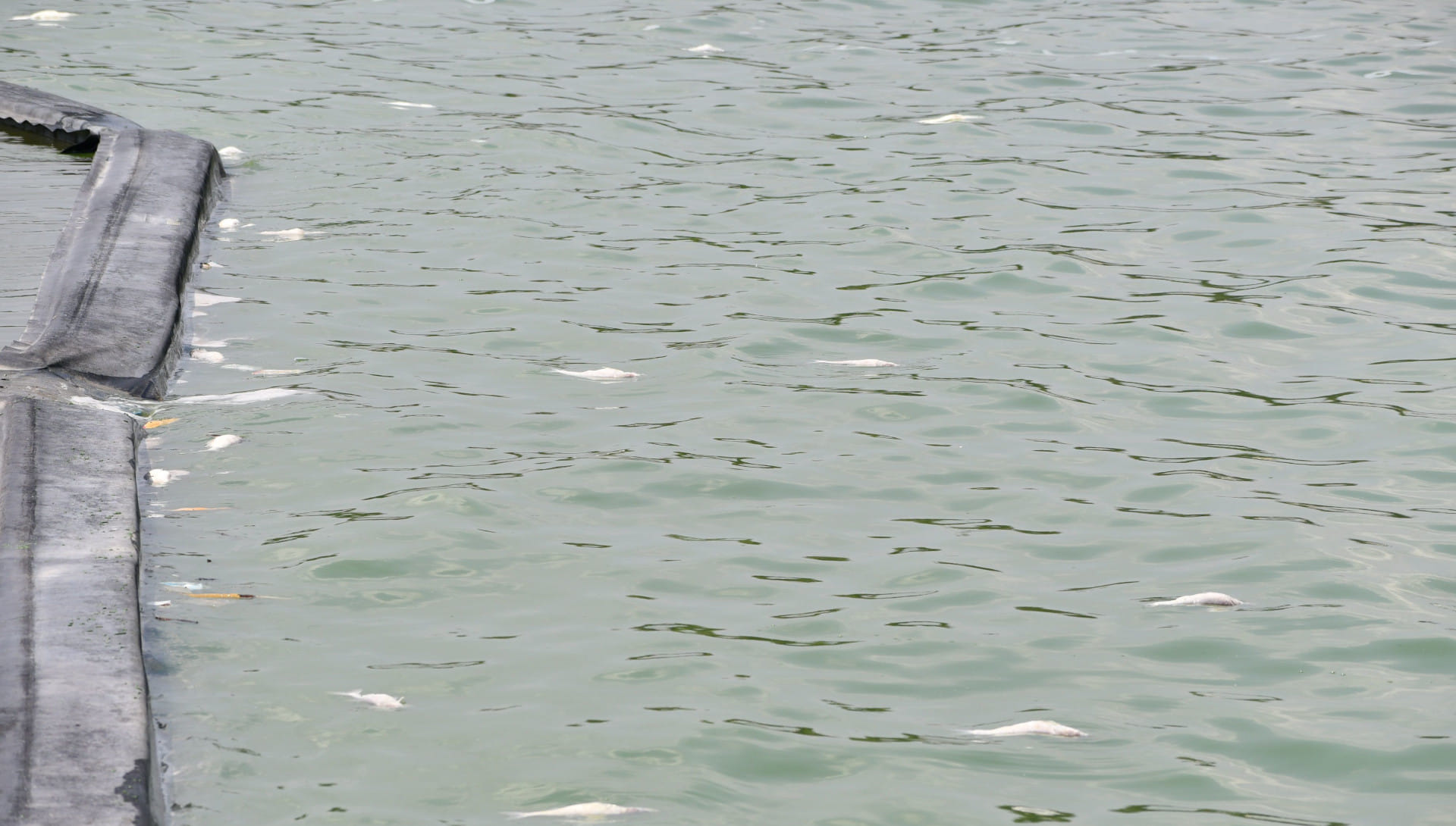 Due to water pollution in Gorakhpur's Ramgarhtal, fishes have started dying, water is stinking