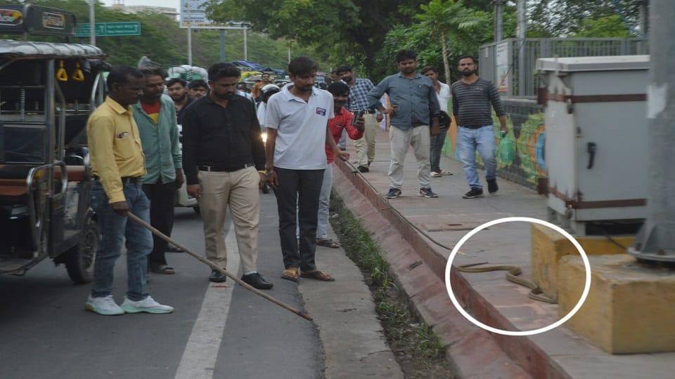 snake on middle of road long queue of vehicles traffic jam