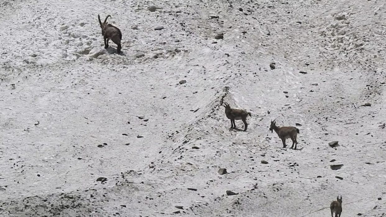 Himalayan Ibex After Bankhar herds of Himalayan Ibex were seen in Pangi