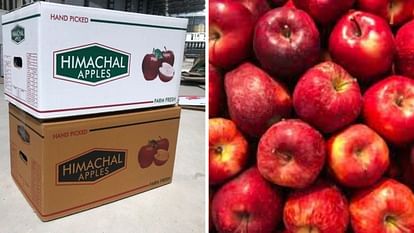 Himachal Apple Now the middlemen will have to sell apples in universal cartons only