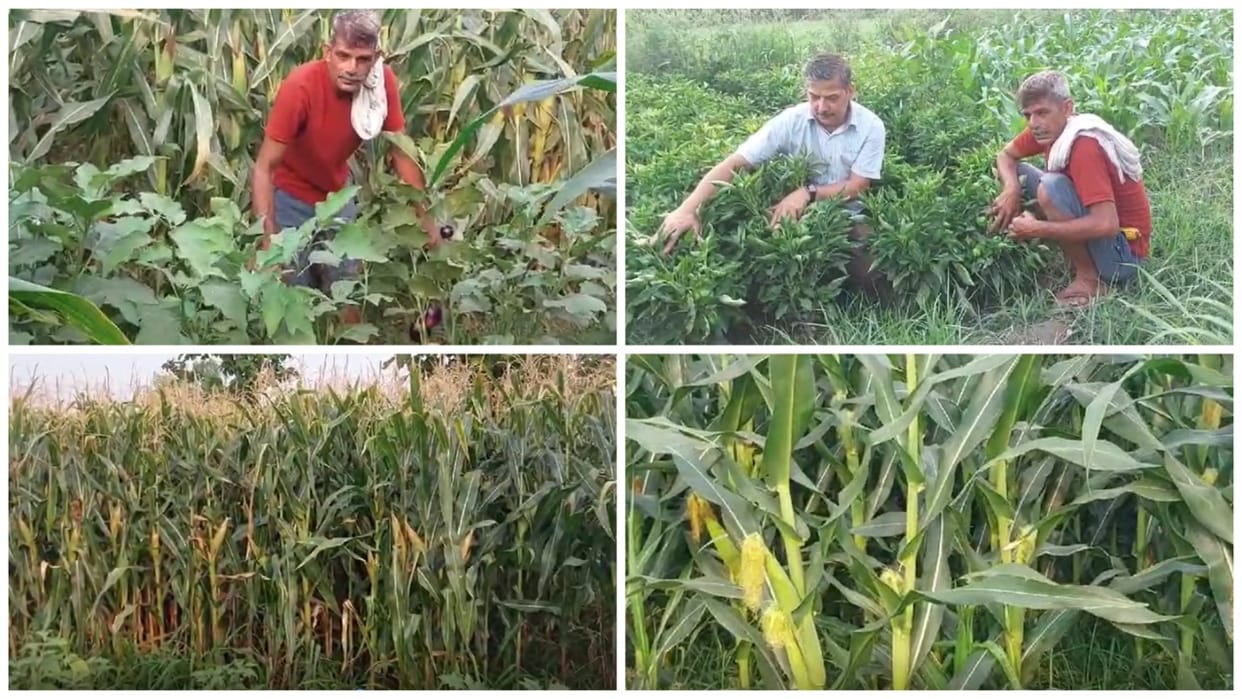 Raghuveer Singh of Una is strengthening economy through agriculture & animal husbandry