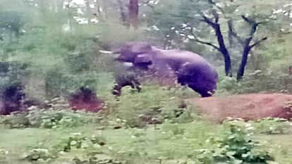 Anuppur News: A 14-member team came from West Bengal to capture two elephants