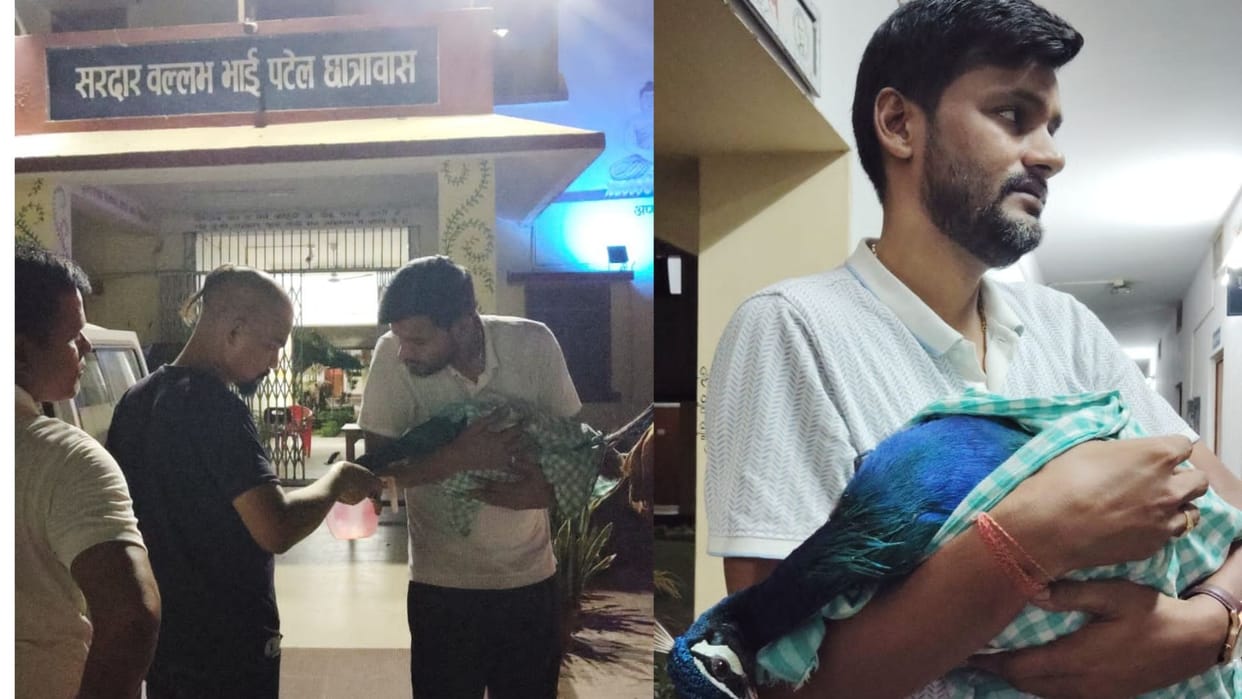 peacock death by attack by dog in BHU campus varanasi