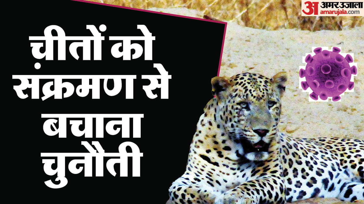 Kuno National Park: Special ointment applied to leopards to protect them from septicemia infection