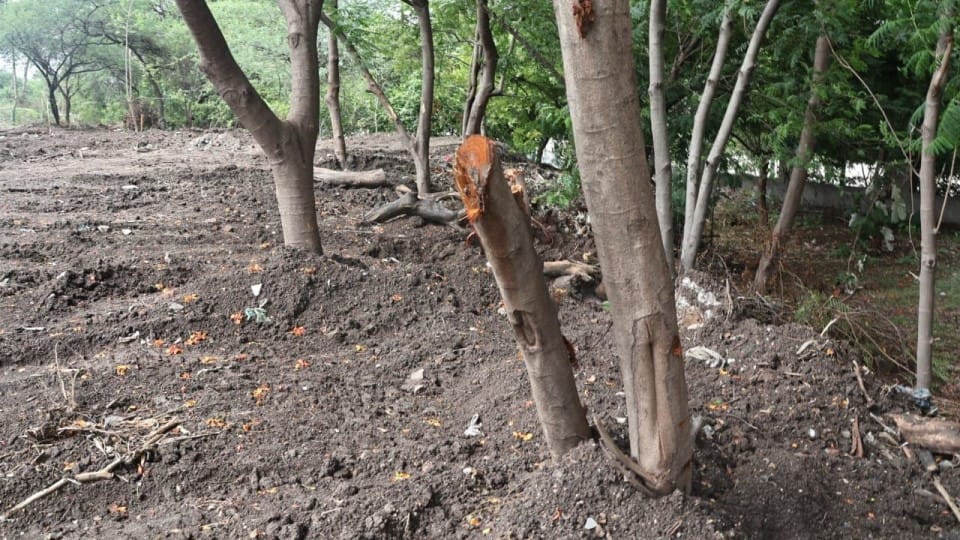 indore news plantation drive tree cutting issue malhar ashram rambag