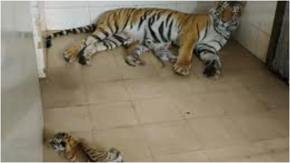 MP News: Tigress Durga Gave Birth to Three Cubs in Gwalior Zoo Gandhi Prani Udyan, One White in Color