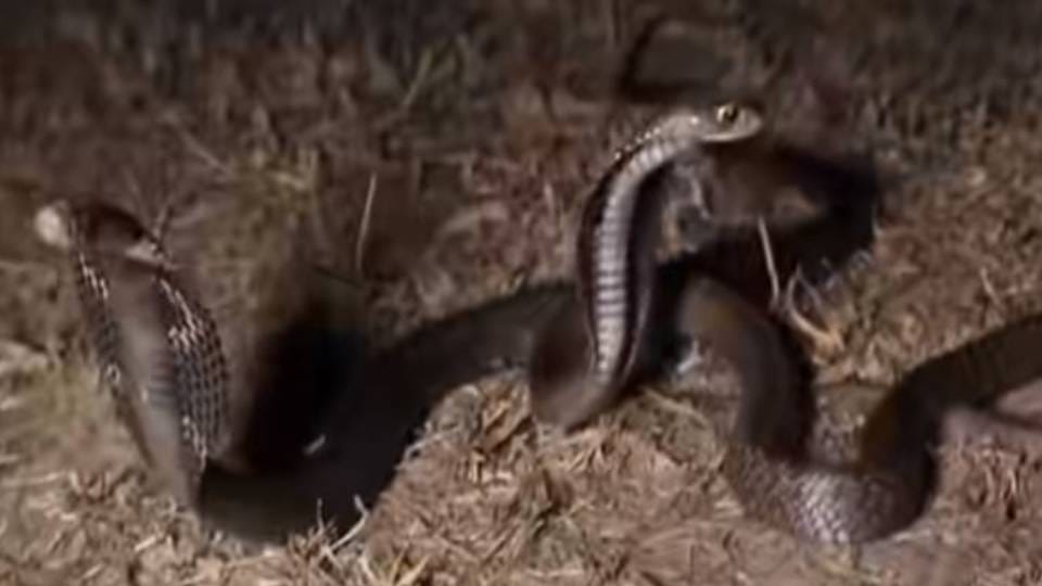 pair of snakes found in house in Agra wildlife team rescued them