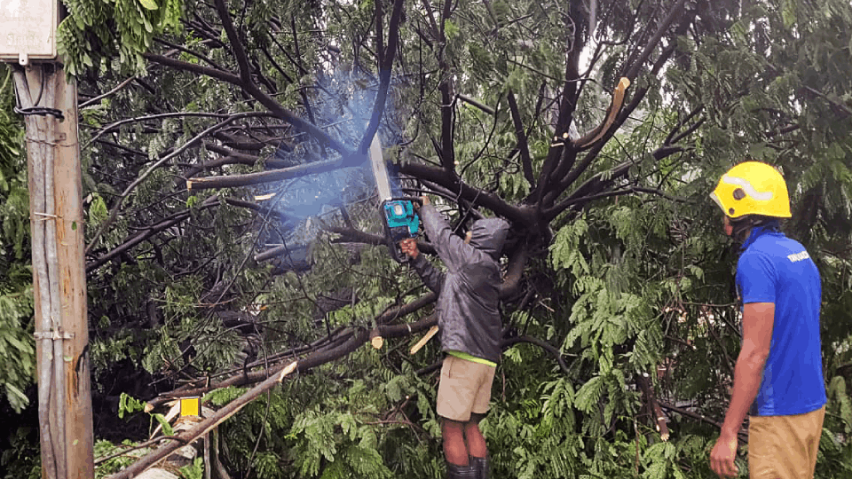 delhi Government issued notice to DDA, Forest Department and Police in Case of felling of 1100 trees