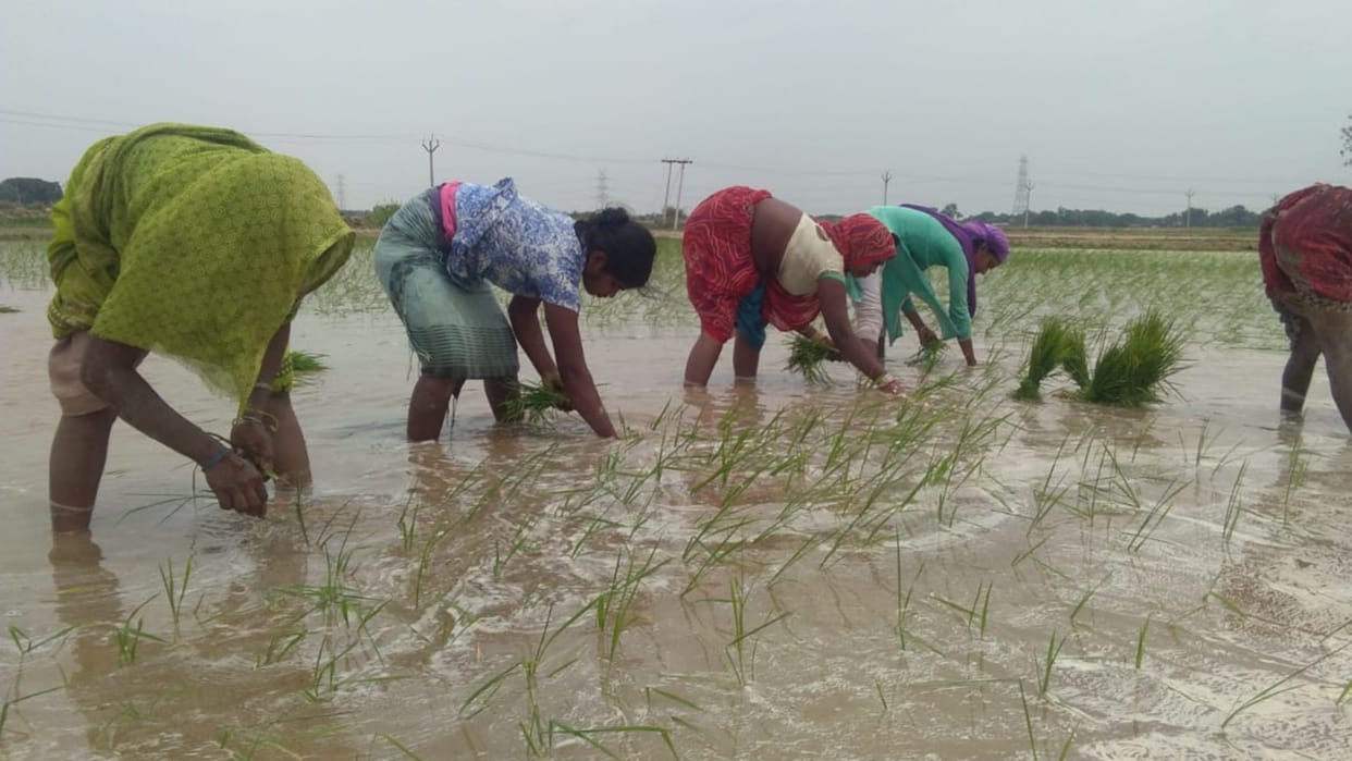 Agriculture News: Amidst the onset of monsoon, farmers started planting paddy