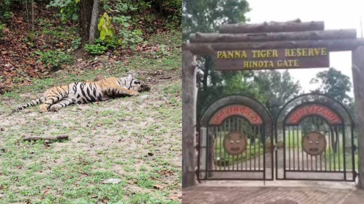 MP News Tiger dies under suspicious circumstances in Umaria Panna Tiger Reserve closed for tourists