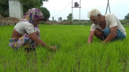 Agriculture News: Amidst the onset of monsoon, farmers started planting paddy