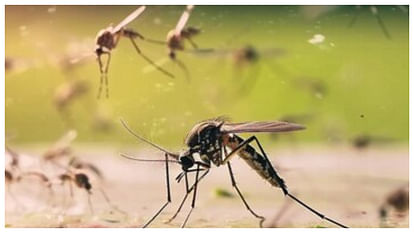 Types Of Mosquito Borne Diseases Risk In Monsoon 2024 Dengue Malaria And Chikungunya