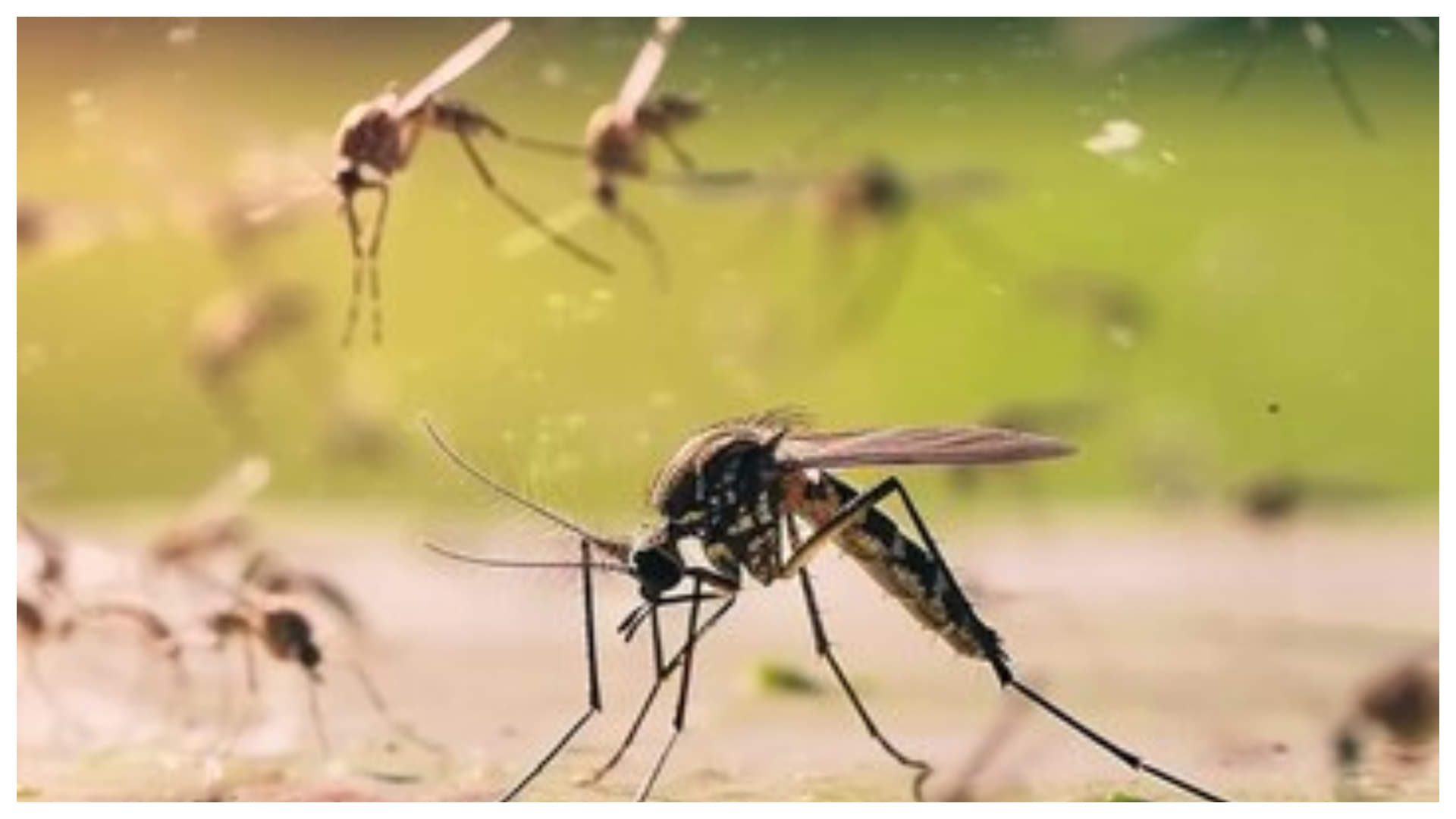 Eastern Equine Encephalitis in us states know its causes symptoms and risk in details