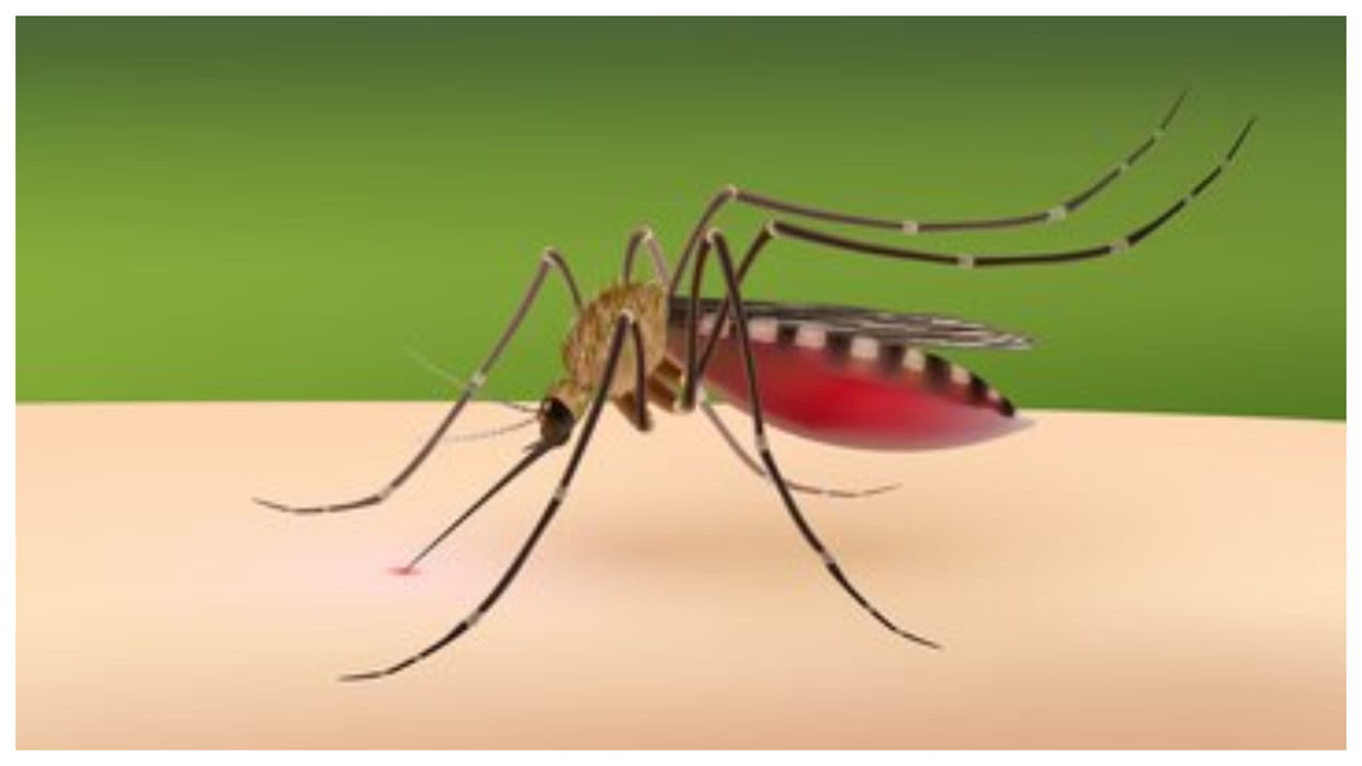 Dengue increased in Delhi this time much more patients were found than in four years