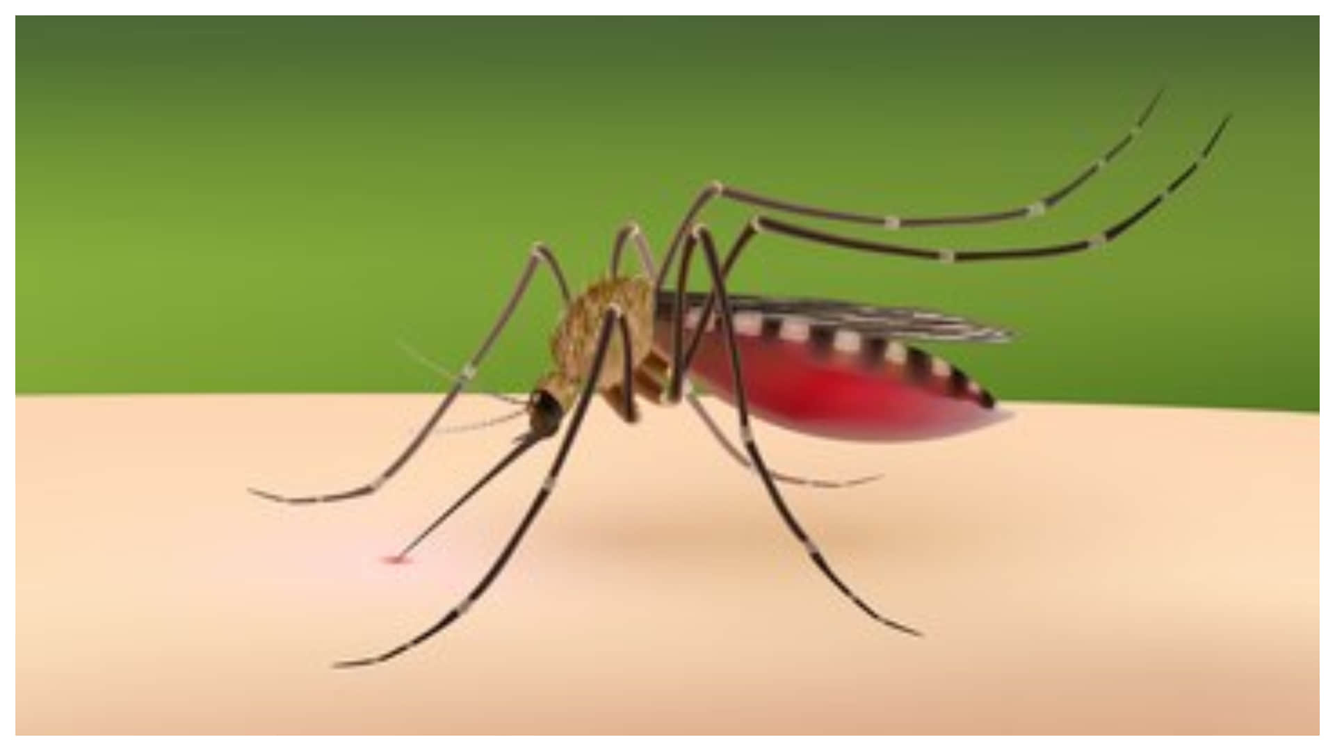 in monsoon dengue starts haunting, know 4 easy ways to avoid it