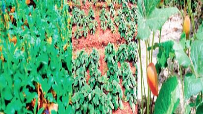 Now grow Himalayan herbs in fields and earn money