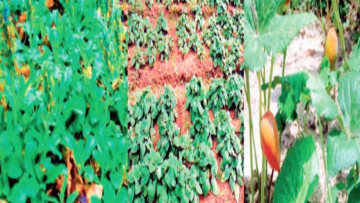 Now grow Himalayan herbs in fields and earn money