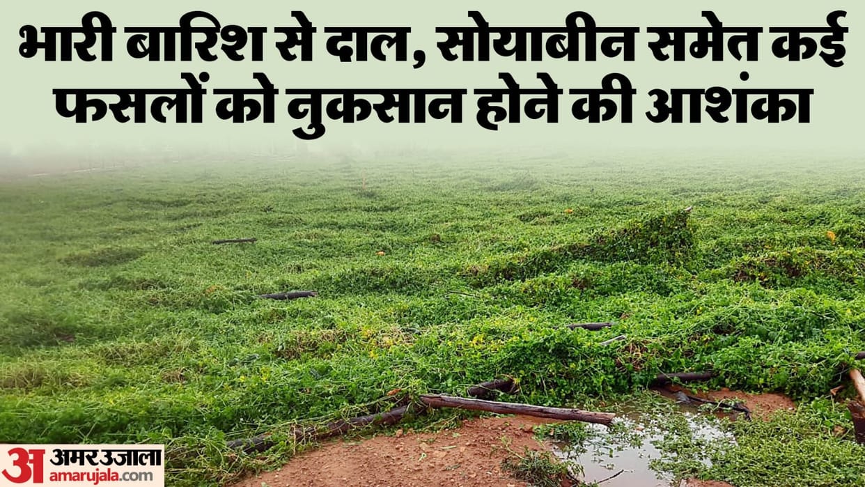 Monsoon Season Heavy Rains may create problematic situation for many crops including Pulses and Soyabean Price