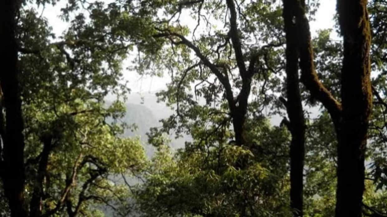 64 trees will be sawed to cover two kilometers of canal in haldwani