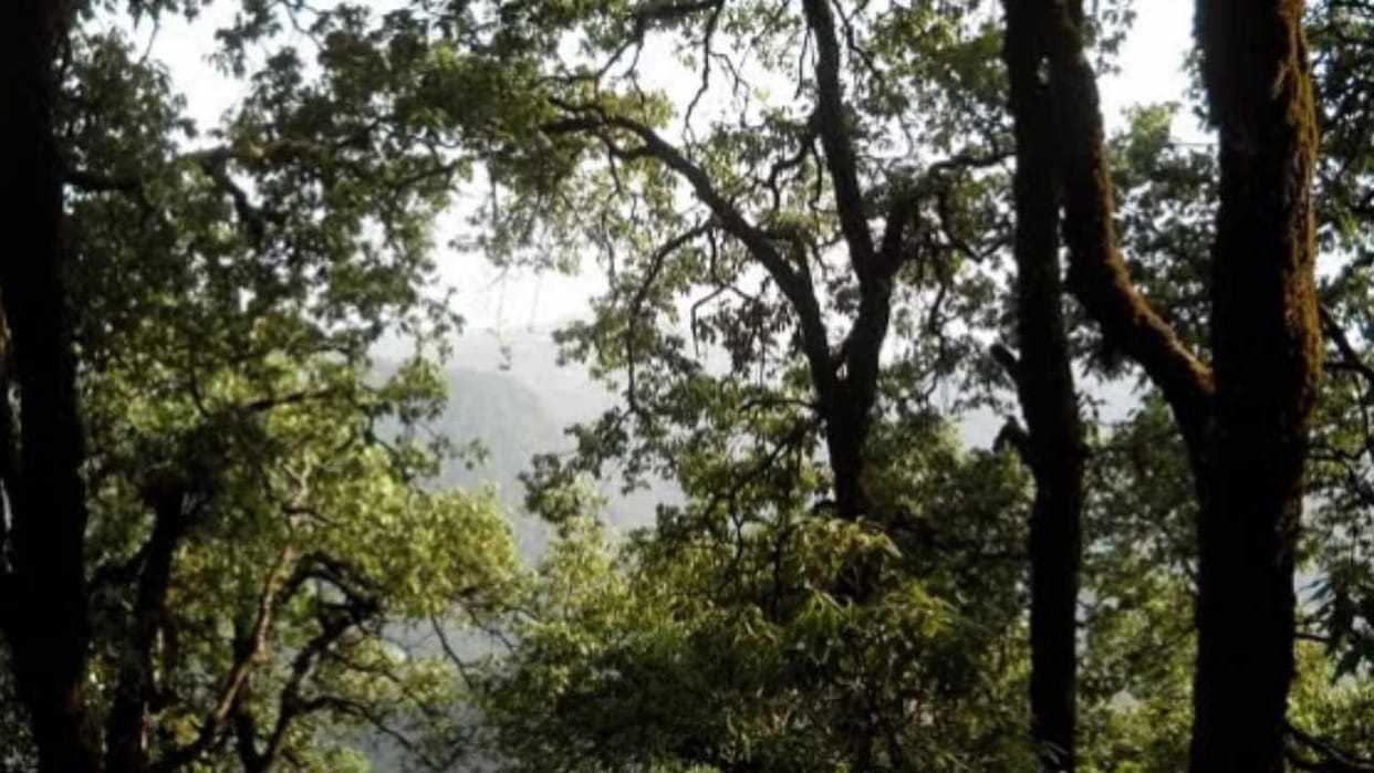 Danger looms over oak trees drying up due to disease study published in Indian Forester Journal