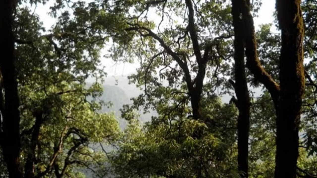 सांकेतिक तस्वीर।