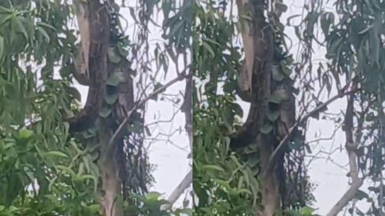 forest department team rescued python trapped on a tree in Pilibhit