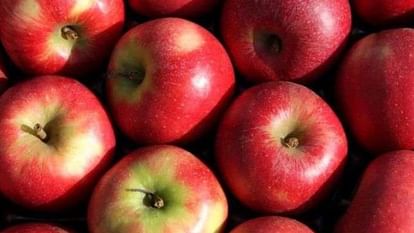 This year apple business will shrink to Rs 3000 crore this time the drought will affect the production