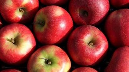 Apple Business Himachal : इस साल 3,000 करोड़ तक सिमट जाएगा सेब कारोबार, इस बार सूखे की मार का पैदावार पर असर This year apple business will shrink to Rs 3000 crore this time the drought will affect the production