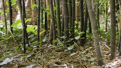 Bamboo will show you the way it will also help you deal with danger Bamboo Modern Stick in Uttarakhand News