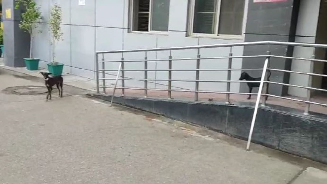 Dogs are chewing the skull of newborn in the women hospital premises in bareilly