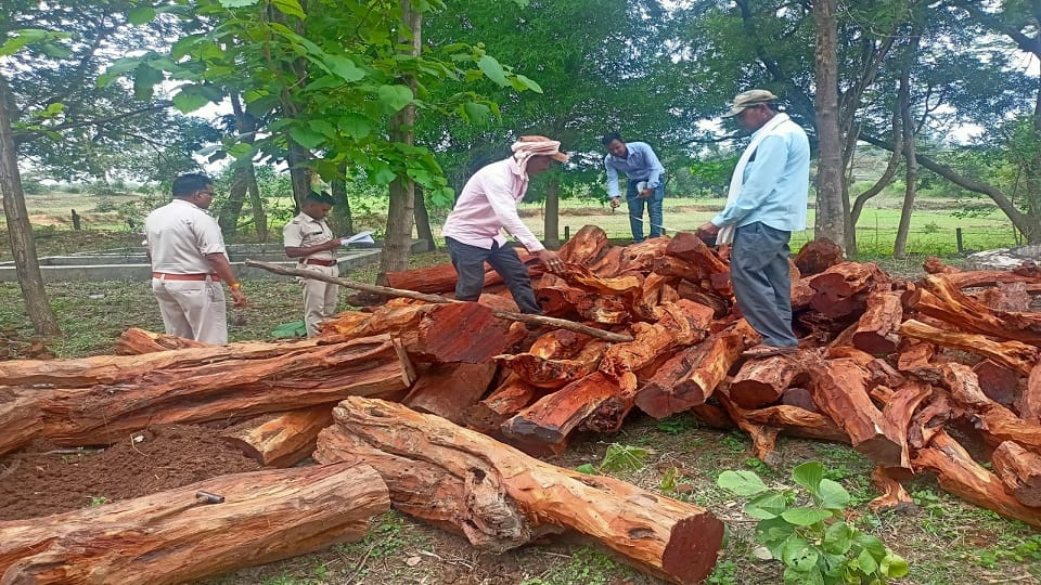 Forest department seized Khair wood which looks like red sandalwood from forest in Balrampur Ramanujganj
