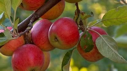 Apple Season Buyers from outside states will be able to buy apples directly from the orchardists