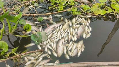 Lakhs of fish died due to decreasing oxygen level in Yamuna