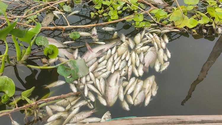 Lakhs Of Fish Died Due To Decreasing Oxygen Level In Yamuna – Amar Ujala Hindi News Live