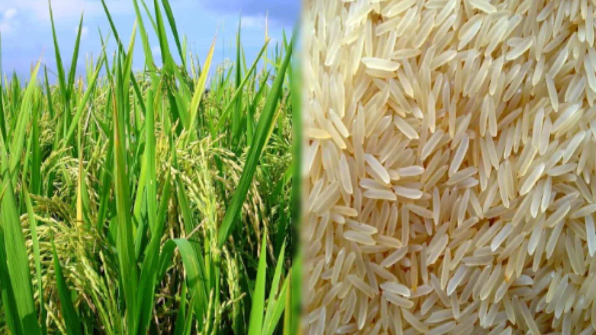 बासमती चावल